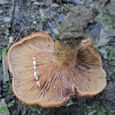 Image result for Lactarius mutabilis