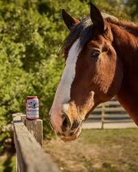 Montgomery Eagle | Who's ready for the new Budweiser Super Bowl  commercial?!🐴🍺 | Instagram