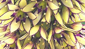 Image result for Eucomis