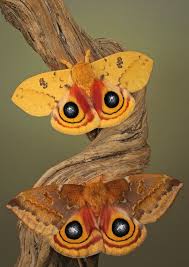 Io Moth Male Above Female Below Hayvanlar Hayvan Kelebekler