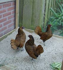 They will require a good clean source of water to keep them healthy. Bantam Poultry Wikipedia
