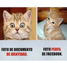Memes De Gatos Foto De Perfil Comebacks Memes Memes Sarcastic Funny Relatable Memes