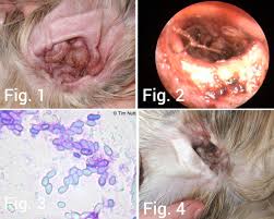 Image result for mold in the ear dog