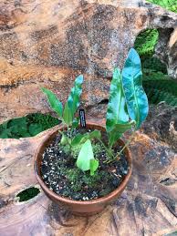 Image result for Elaphoglossum kivuense
