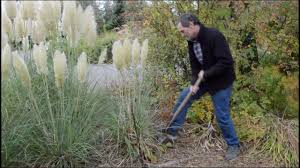 It can take up to 3 years for pampas grass to bloom. How To Move Pampas Grass In Full Flower Youtube