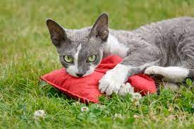 How To Keep Cats Off Outdoor Furniture Cushions Bean Bags R Us