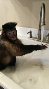 So be sure to stay tuned so that you don't miss out on the monkey madness that occurs here every. Capuchin Monkey Takes Relaxing Bath In The Sink