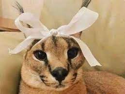 Check spelling or type a new query. Hpx Teamcyber On Twitter Hi This Is A Psa That If You Re Trying To Find This Image For Whatever Reason Do Not Search Caracal With Bow You Ll Get Loads Of Disgusting Bloody