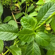 Image result for Polystachya pamelae