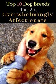 10 Dog Breeds That Are Overwhelmingly Affectionate Dog Breeds Therapy Dogs Breeds Best Dogs For Kids