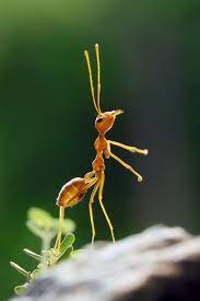 Rally The Troops I Sense A Picnic Somewhere Macro Photography Insects Insect Photography Macro Photography