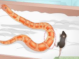 how to feed a corn snake 12 steps with pictures wikihow