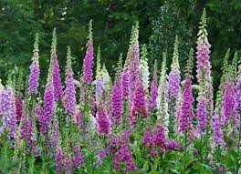 Foxglove does best with afternoon shade. How To Grow Care For Foxgloves How To Plant Your Garden