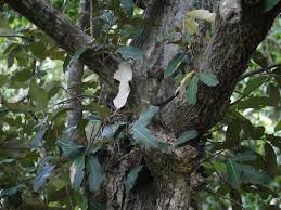 Image result for Heritiera