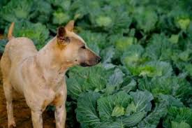 We did not find results for: Can Dogs Eat Cabbage Dogsrecommend