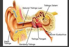 Telinga akan berfungsi untuk menangkap objek suara baca selengkapnya Inilah Bagian Bagian Telinga Ternyata Ada 3 Anatomi Kumparan Com