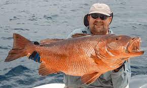 Panama Fishing Sport Fish Panama Island Lodge Panama Islands Fishing Lodge Fish