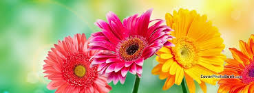 The master has failed facebook cover. Spring Facebook Covers Search Results