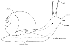 General Science Snail Diagram Embroidery Inspiration