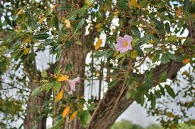 Image result for Tabebuia heterophylla