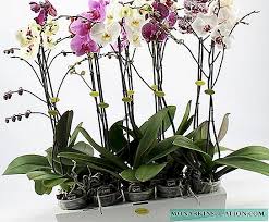 Apabila ditanam dalam periuk, kilang akan. Pilihan Untuk Pertumbuhan Dan Perangsang Pertumbuhan Untuk Akar Contoh Di Dalam Tanah Dan Lain Lain Tumbuhan