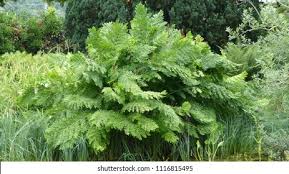 Image result for Osmundaceae