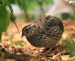 Image result for quail