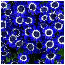 The painted daisy is a very popular daisy in gardens, due to their ability to attract butterflies. 100 Chicory Blue Daisy Like Flower Seeds Perennial A2btravel Ge