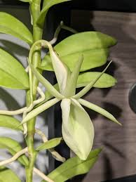 Image result for Angraecum infundibulare