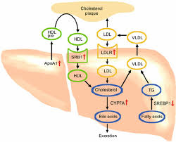 Possible Mechanisms Contributing To The Bene Fi Cial Effect Of Thyroid Hormone Mimetics Low Density Lipoprotein Biochemistry Medical Mnemonics Thyroid Hormone