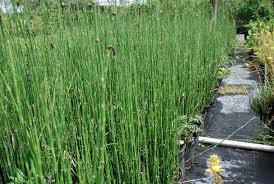 Horsetail (equisetum )is also known as puzzlegrass or snake grass and is a useful and attractive plant widely used in landscaping for its unusual and many people grow it in containers to prevent horsetail to occupy the whole garden. Plant Library Saylee Greer Landscape Architecture