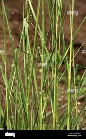 Image result for Acroceras zizanioides