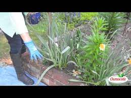 They have a long blooming period, lasting anywhere from 6 to 8 weeks and ranging in color from white to purple. How To Care For Daffodils Once They Finish Blooming Youtube
