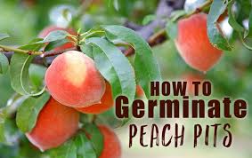 How To Germinate Peach Pits And Why You Should The Grow Network Growing Peach Trees Peach Pit Peach Trees