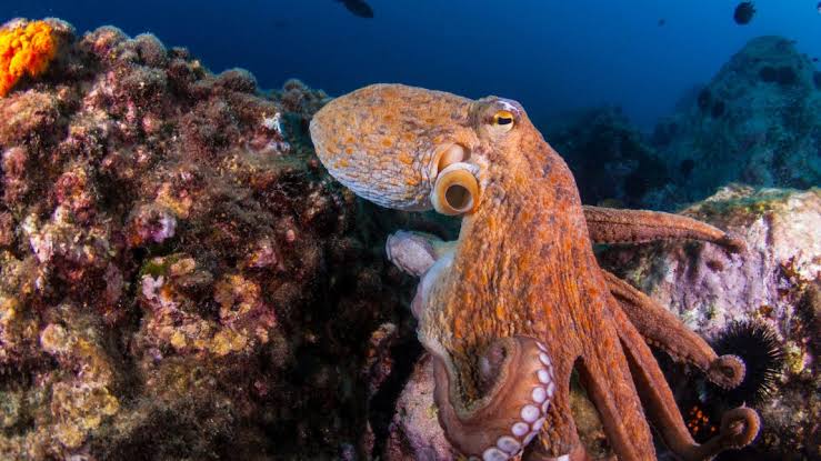 We're one step closer to reading an octopus's mind - Ars Technica