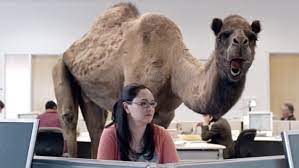 Every day of the week, i'ma do ya like i want to. Talking Camel School Controversy Daily Mail Online