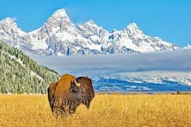 In wyoming, the department of transportation (dot) regulates licensing and vehicle services find out what you can do to help the environment when you visit our wyoming car inspections page. Wyoming Travel Guide Planetware