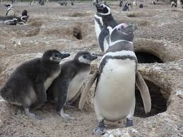 This is one smart penguin! Parents Don T Pick Favorites At Least If You Re A Magellanic Penguin Uw News