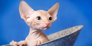 Yasayan En Zeki 5 Kedi Irki