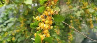 Image result for Streblus