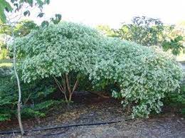 Euphorbia Leucocephala Snowflake Bush 5 6 Tall X 6 10 Wide Z10 11 Blooms Fall Winter Green Rest Of Year Sun Ps Landscaping Plants Plants Euphorbia