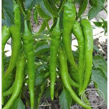 sera bitkisi ile ilgili görsel sonucu