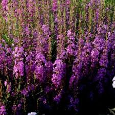 Image result for Lythraceae