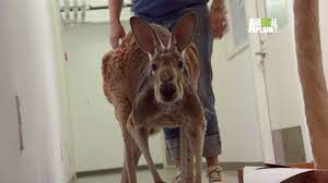 Dave the kangaroo is suffering joint pain because of his arthritis, but collection manager kathleen has the idea to try cryotherapy to see if they can achiev. Bronx Zoo S Senior Kangaroo Dave Cryotherapy Treatment For Arthritis People Com