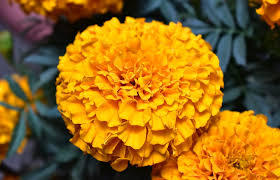 Flowers for the dead called. Flower Flowers Day Of The Dead Free Photo On Pixabay