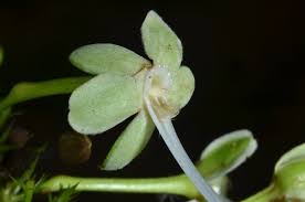 Image result for Dactyladenia