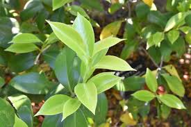 ヤブツバキ 藪椿 庭木図鑑 植木ペディア