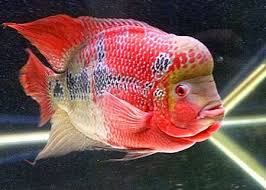 Its Ok Oscar Fish Aquarium Fish Freshwater Fish