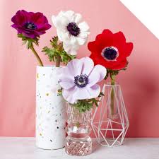 Spring planted flower bulbs such as dahlia, gladiolus, and lilies are planted in the spring and flower in the summer. Anemone Flowers 101 Varieties Availability Care Ordering