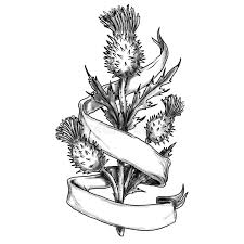 See more ideas about thistle tattoo, tattoos, scottish tattoos. Scottish Thistle With Ribbon Sketch Stock Illustration Illustration Of Drawing Scratch 132215270